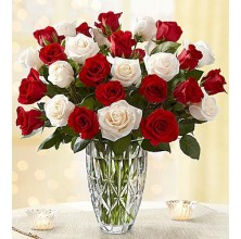 Bright Roses - 24 Stems Vase